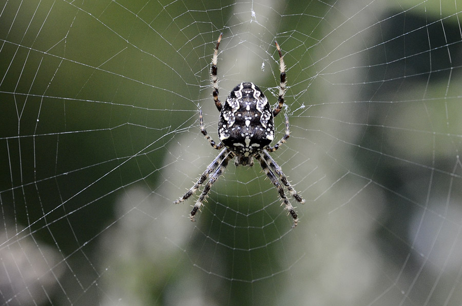 Araneus diadematus